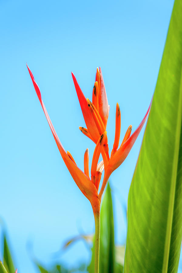 Heliconia Flower Photograph by Daniel Murphy