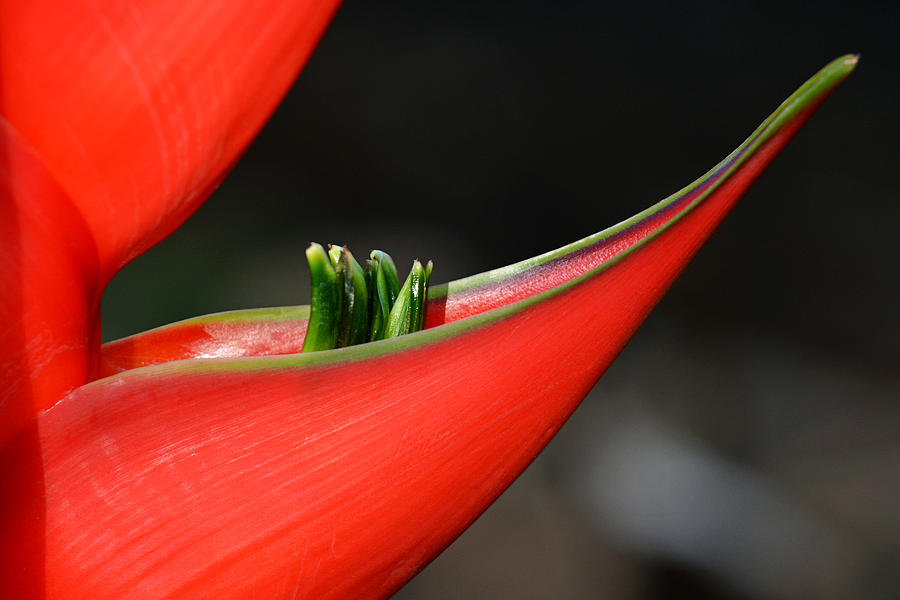 Heliconia Flower Petal Photograph by Lorenzo Cassina