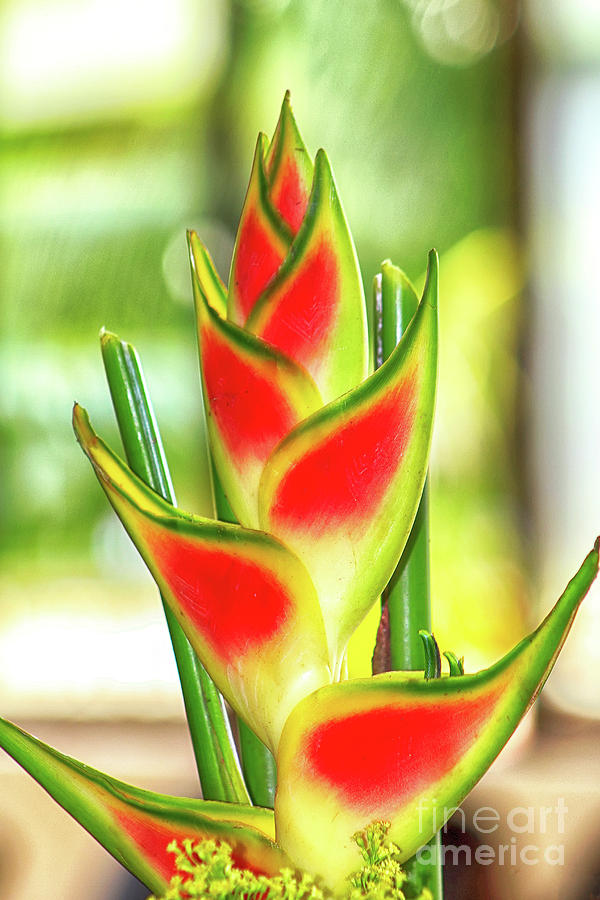 Heliconia Flower Photograph by Teresa Zieba