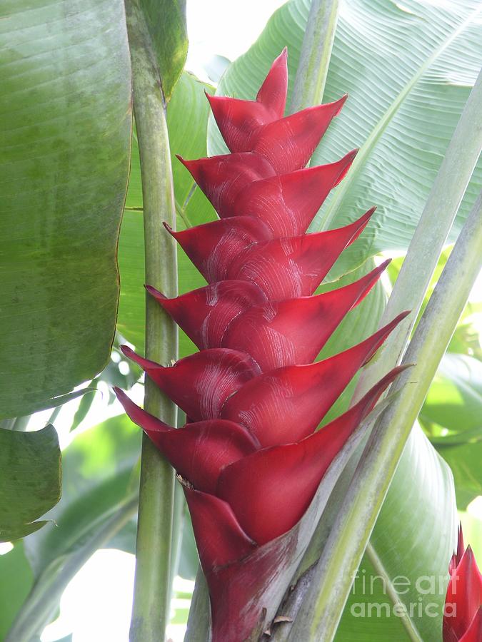 Heliconia Hot Flash Photograph by Mary Deal