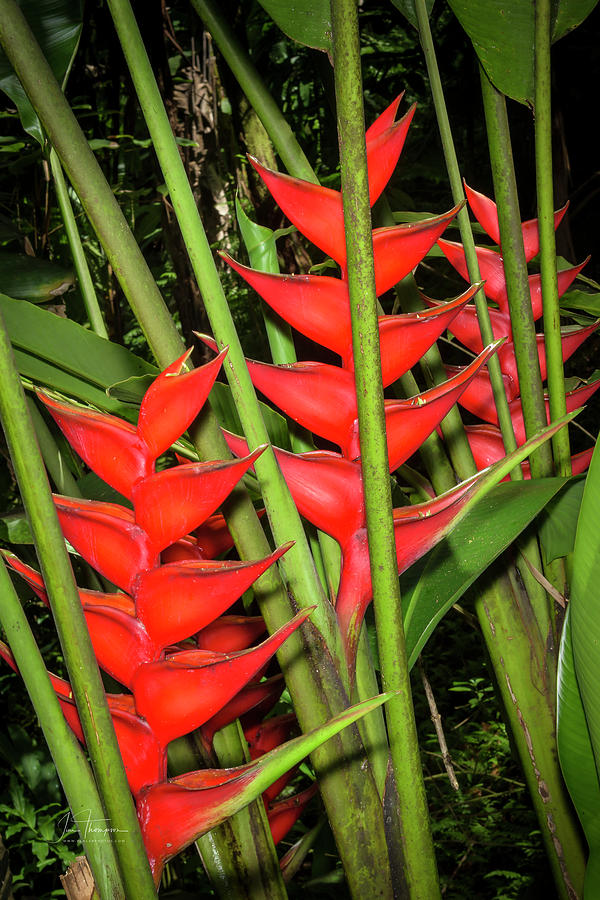 Heliconia Photograph by Jim Thompson