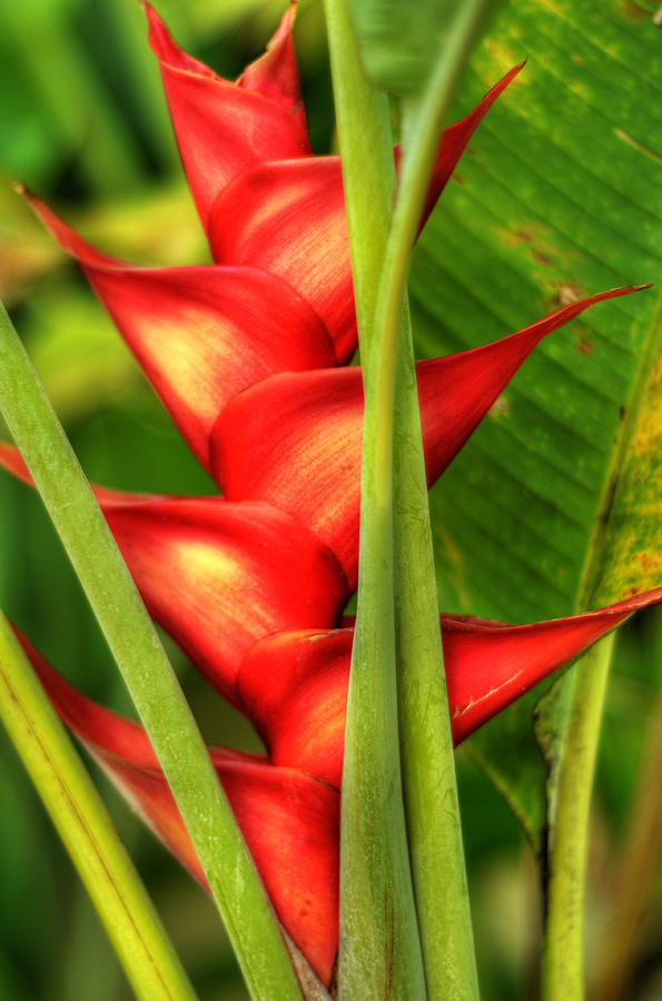 Heliconia Photograph by Kelly Wade