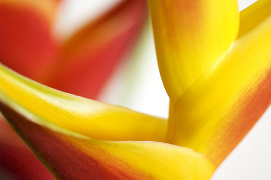 Abstract Photograph - Heliconia Macro by Mary Van de Ven - Printscapes