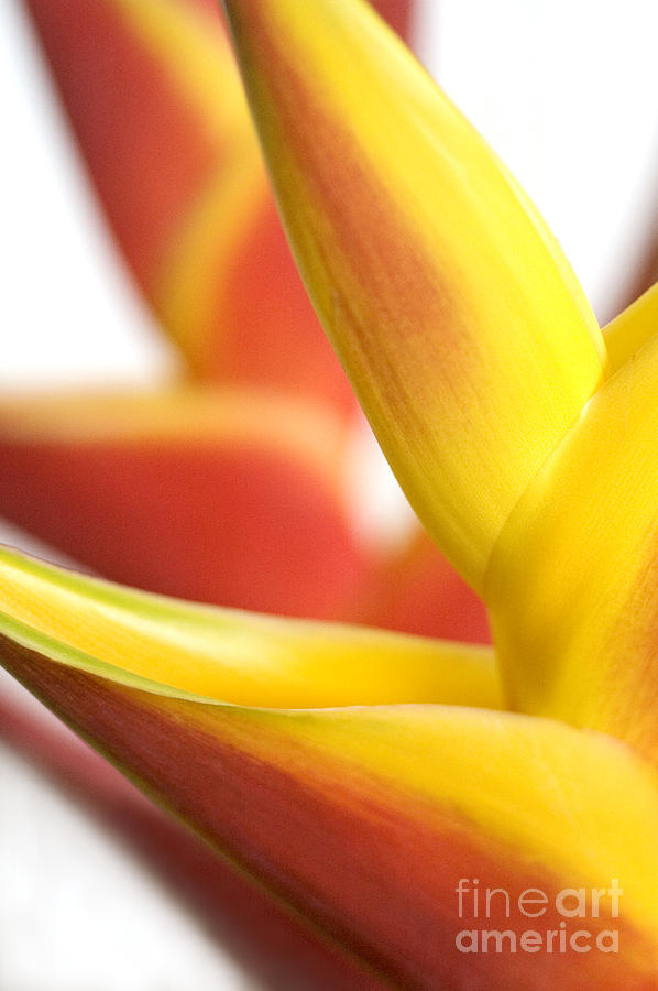 Abstract Photograph - Heliconia Macro by Mary Van de Ven - Printscapes