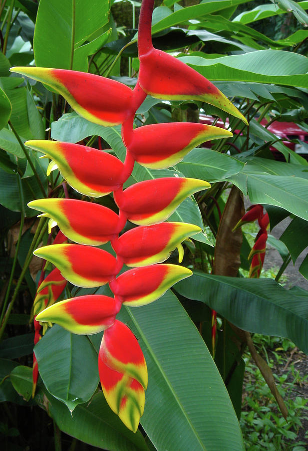 Heliconia Photograph By Nicole Riley 