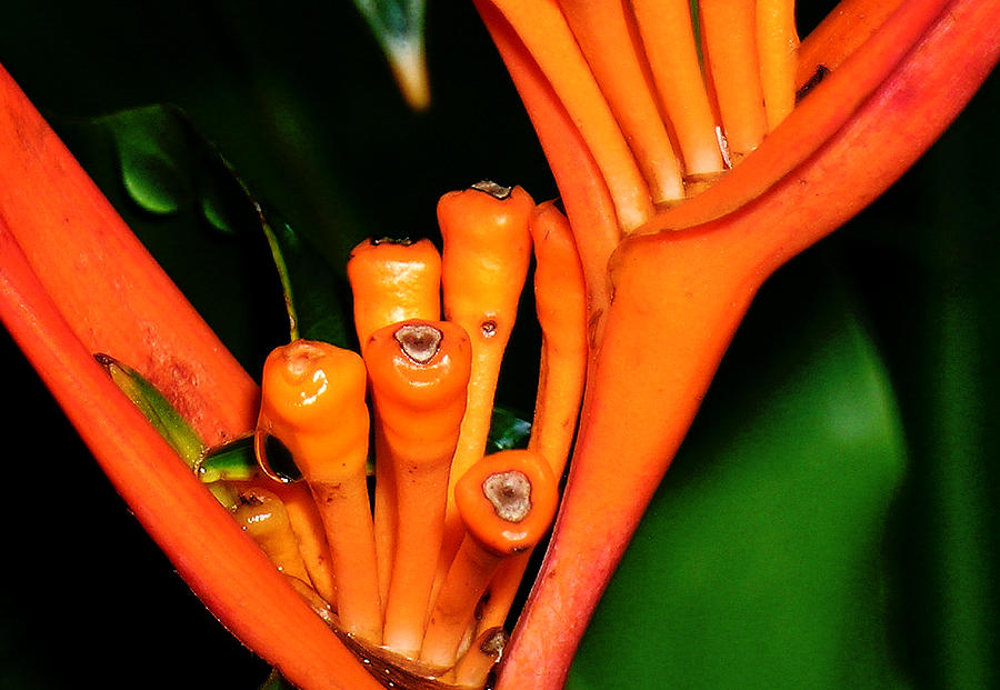 Heliconia Orange Photograph by James Temple