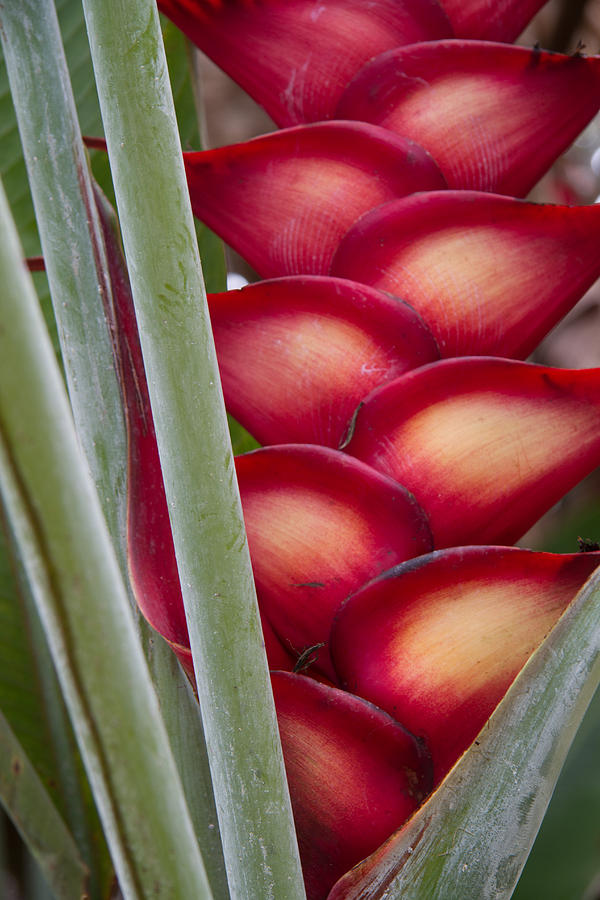 Heliconia Photograph by Roger Mullenhour