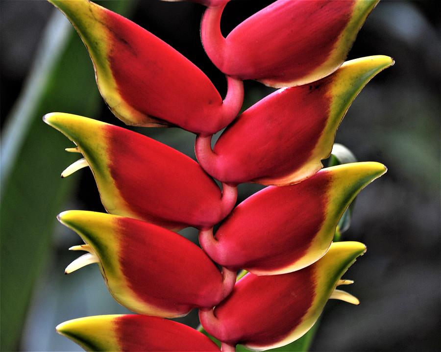Heliconia Rostrata Photograph by Heidi Fickinger