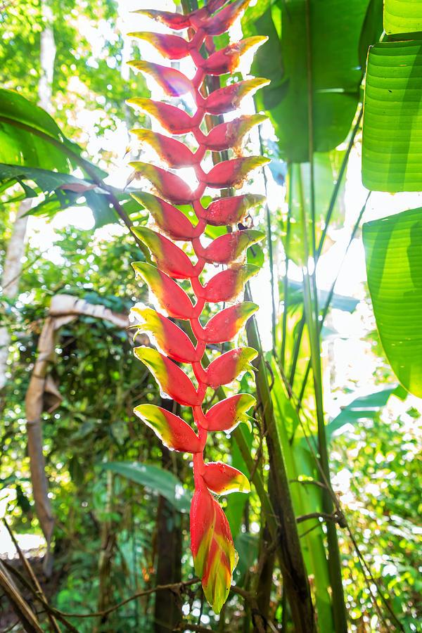 Nature Photograph - Heliconia Rostrata by Jess Kraft