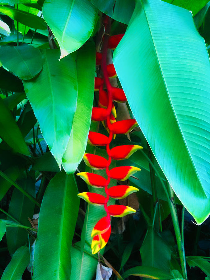 Heliconia Rostrata Photograph by Mark J Dunn