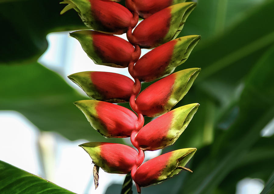 Heliconia rostrata/pendula - Photograph by Julie Weber
