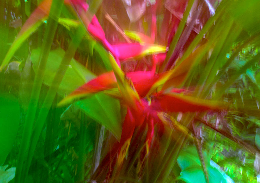 Heliconia Photograph by William Wetmore