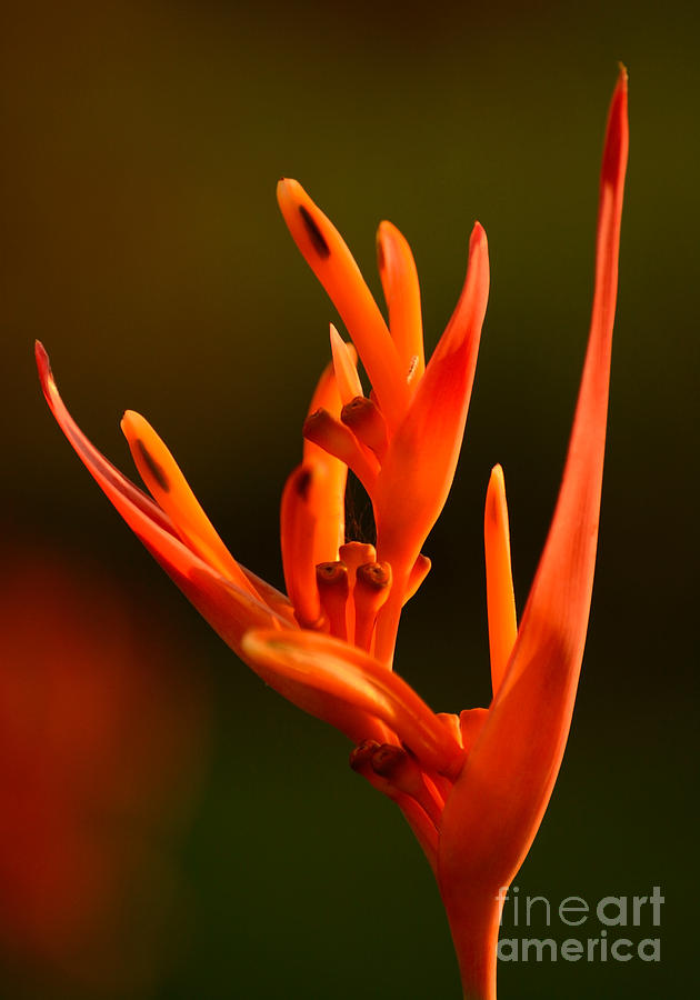 Flower Photograph - Heliconia by Zina Stromberg
