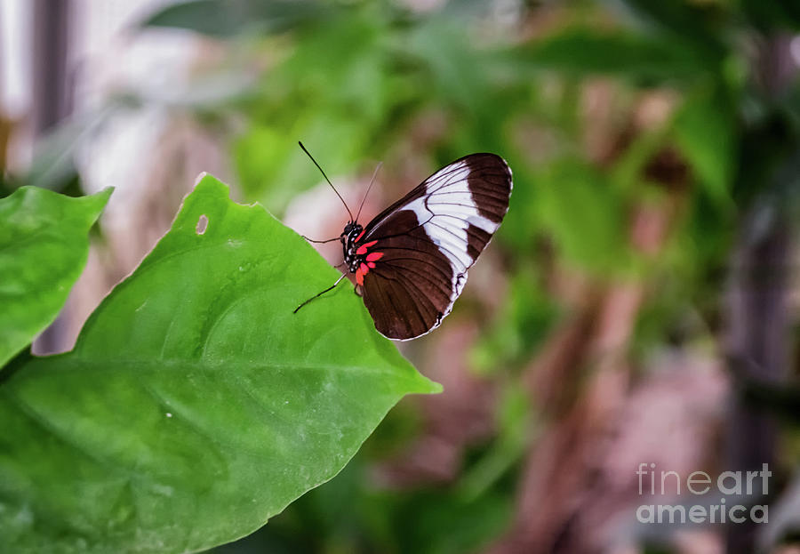 Heliconius Erato Photograph by Michelle Meenawong