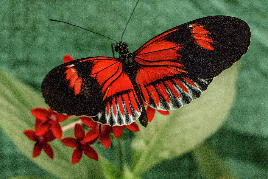 Heliconius Erato, Red Postman Butterfly Photograph by Venetia Featherstone-Witty