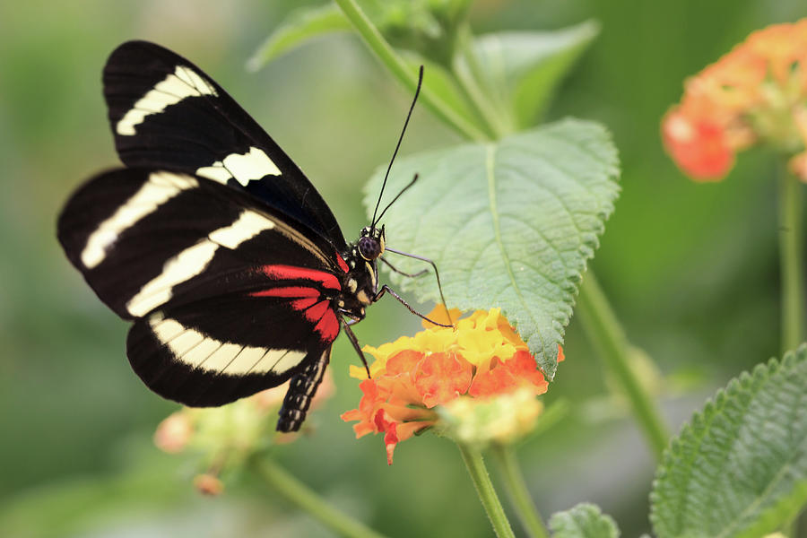 Heliconius Melpomene Butterfly Photograph by Tim Abeln