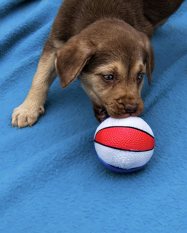 Hell Grow Into It - Puppy and Ball Photograph by Mitch Spence