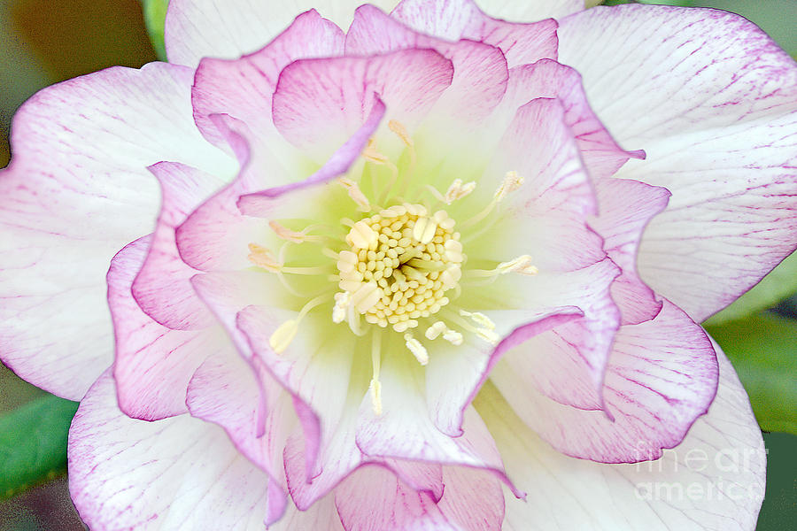 Hellebore Blossom  Photograph by Regina Geoghan