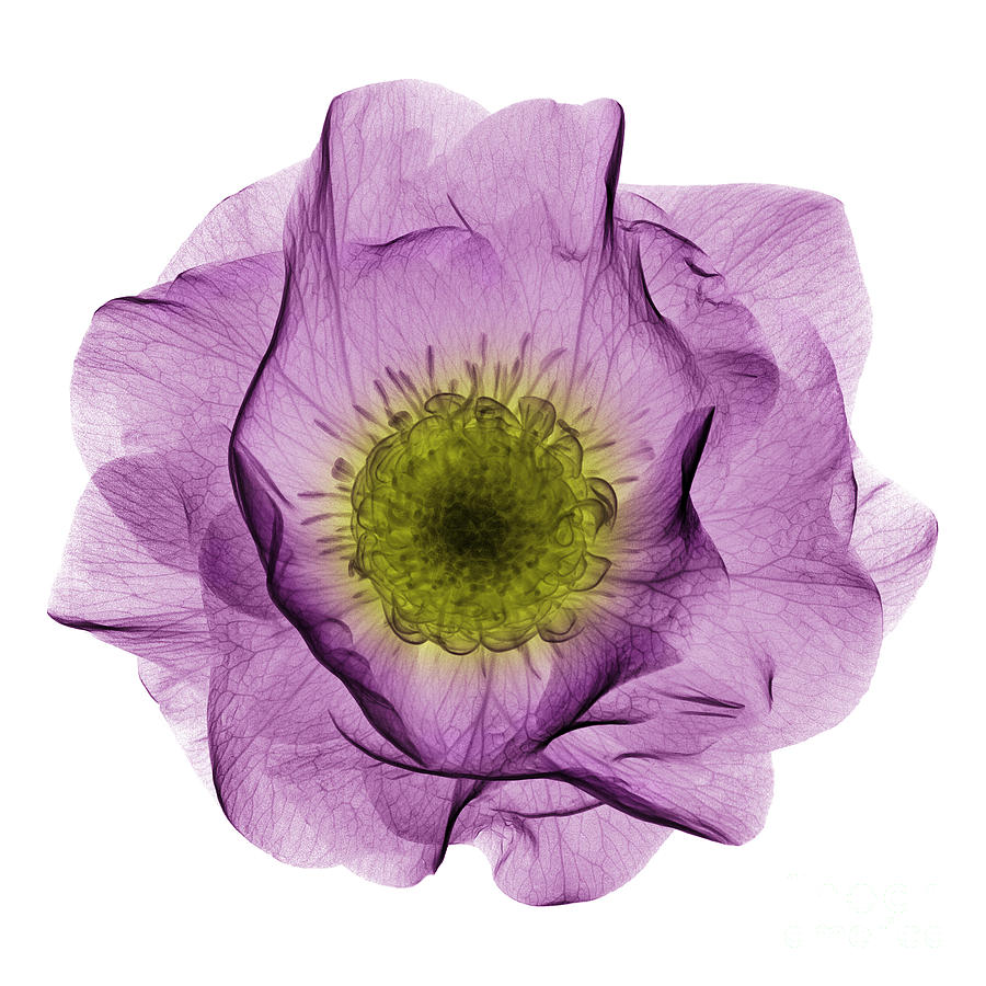 Hellebore Flower, X-ray Photograph by Ted Kinsman