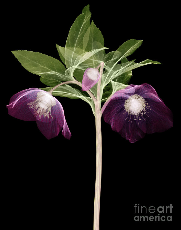 Hellebore Flowers, X-ray Photograph by Ted Kinsman
