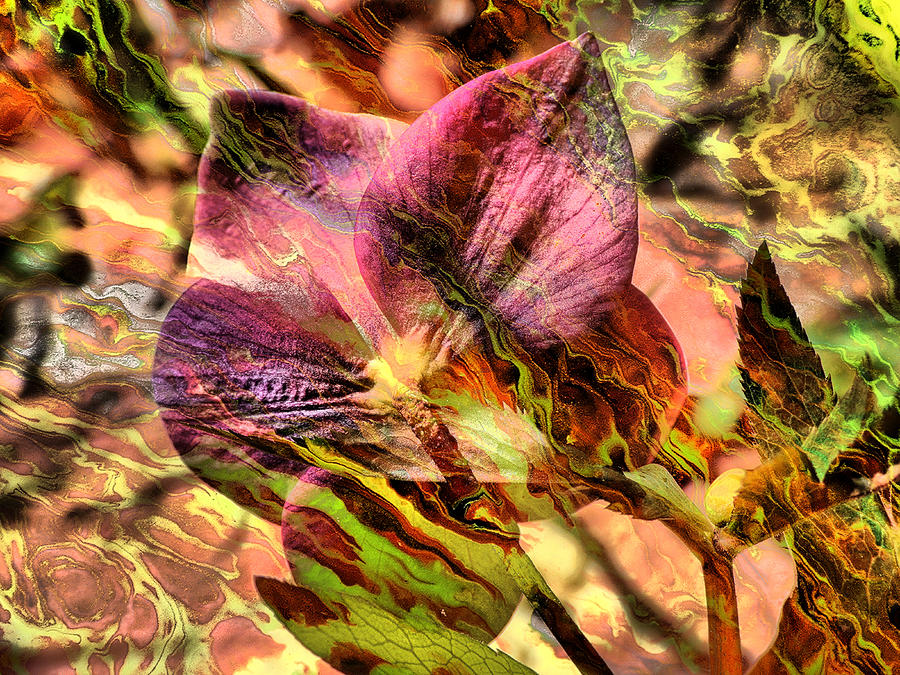 Hellebore Digital Art by Kalemandra - Fine Art America