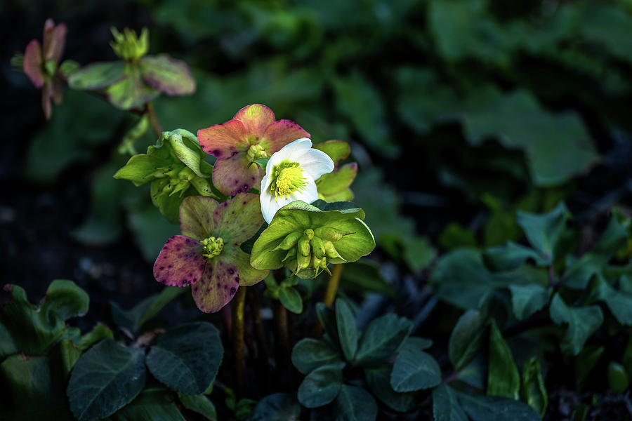 Helleborus from her garden Photograph by Davorin Mance