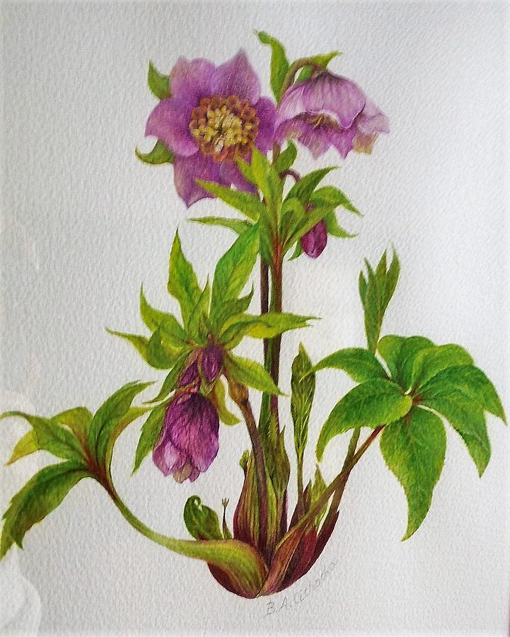 Helleborus orientalis  Tutu  / sold Painting by Barbara Anna Cichocka