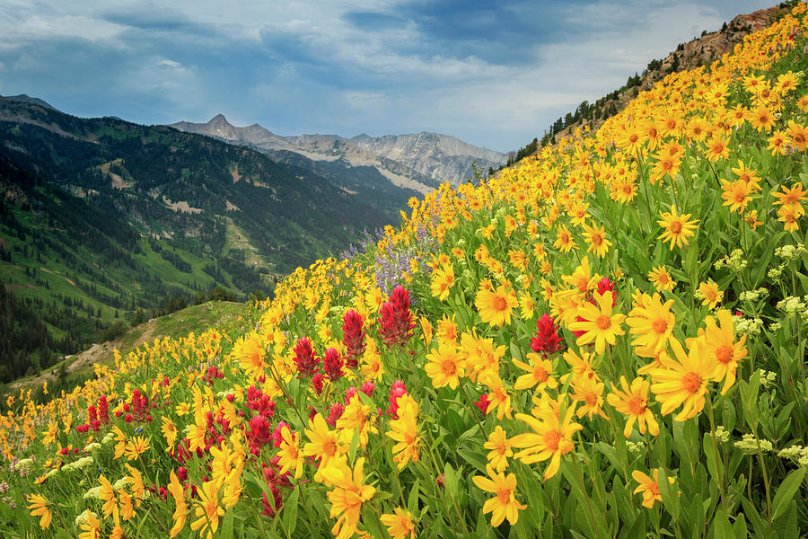 Mountain Photograph - Hellgate Wildflowers by Wasatch Light