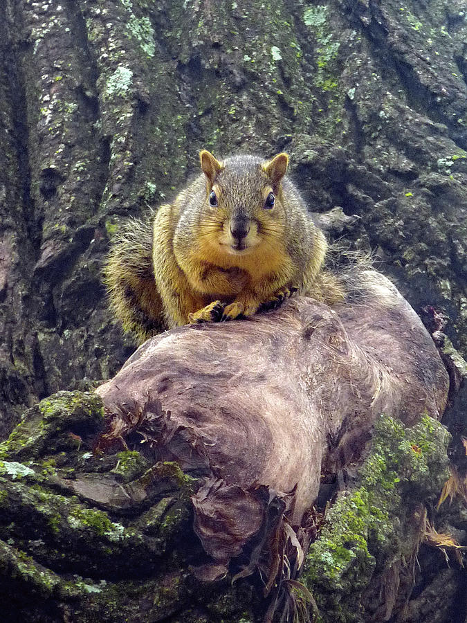 Hello - My Name Is Squirrel Photograph by Lucyna A M Green