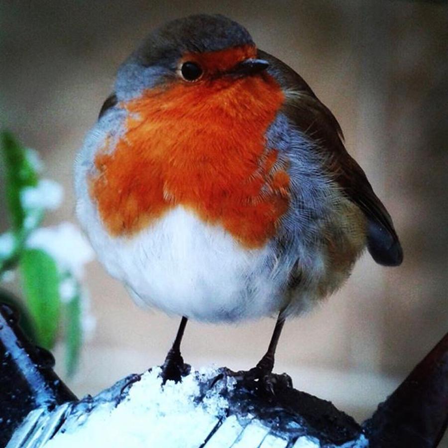 Nature Photograph - Hello! ❄️❄️❄️ #robin #bird by Rebecca Bromwich