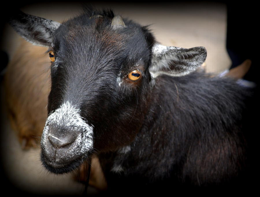 Hello and Smile Goat Photograph by Kathy Barney
