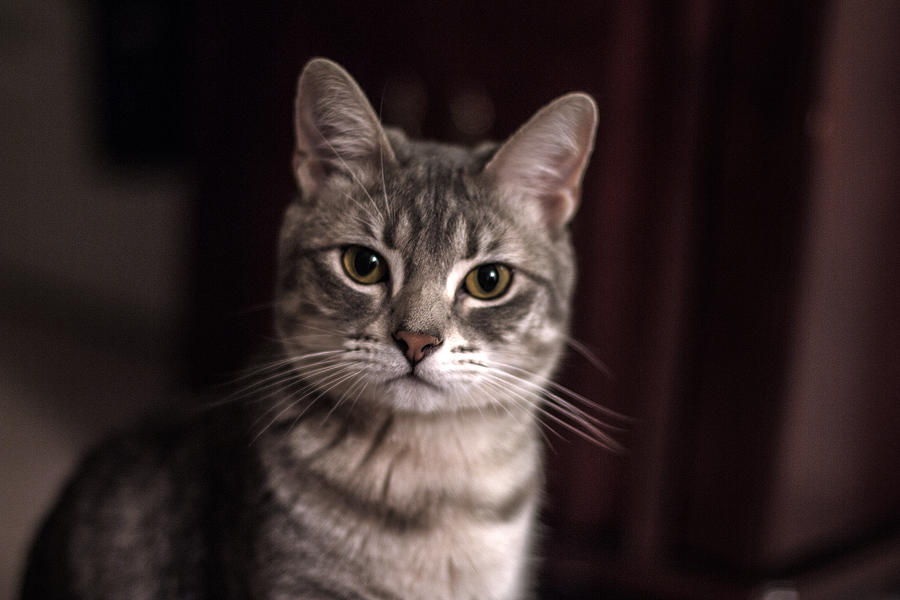 Cat Photograph - Hello by Andrea Kappler