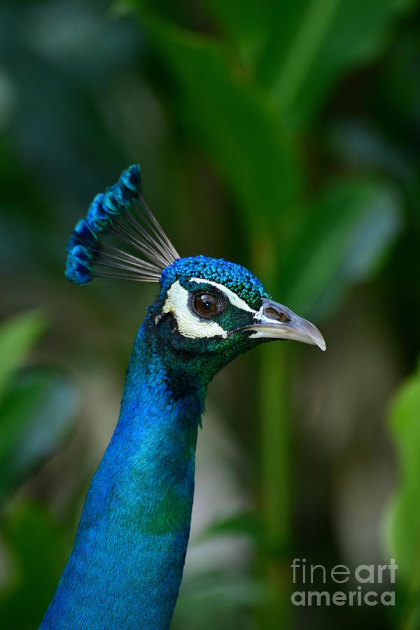 Peacock Photograph - Hello Beautiful by Scott and Amanda Anderson Peacock Photograph - Hello Beautiful by Scott and Amanda Anderson