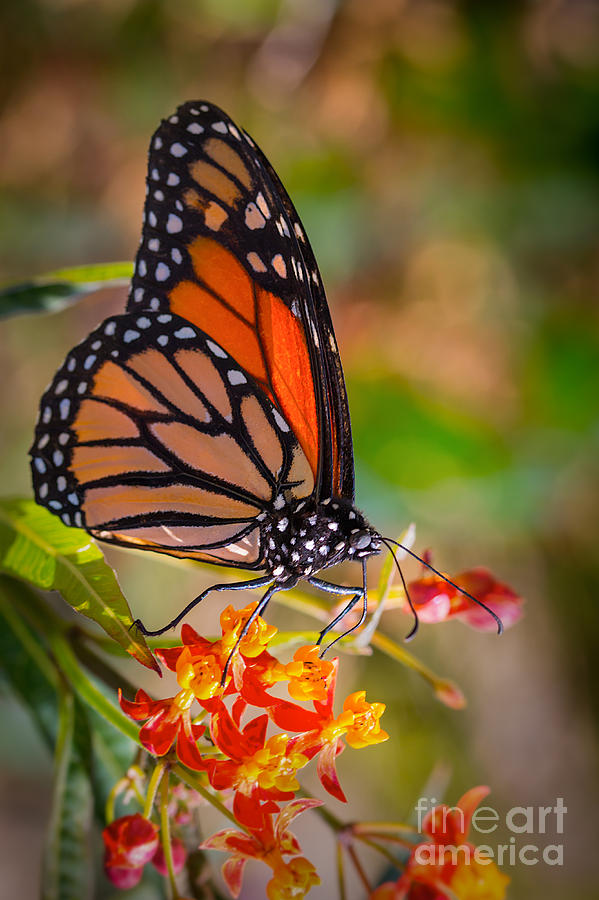 Hello Butterfly Photograph by Ana V Ramirez