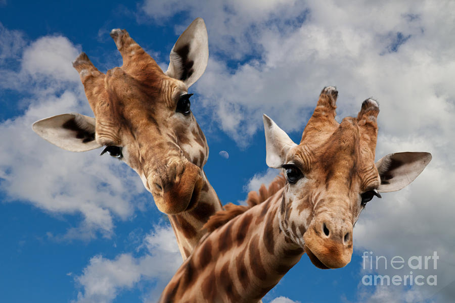 Giraffe Photograph - Hello by Christine Sponchia