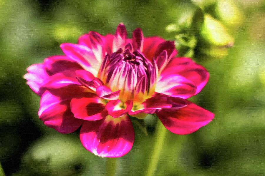 Hello Dahlia Photograph by Leigh Ann Hartsfield - Fine Art America