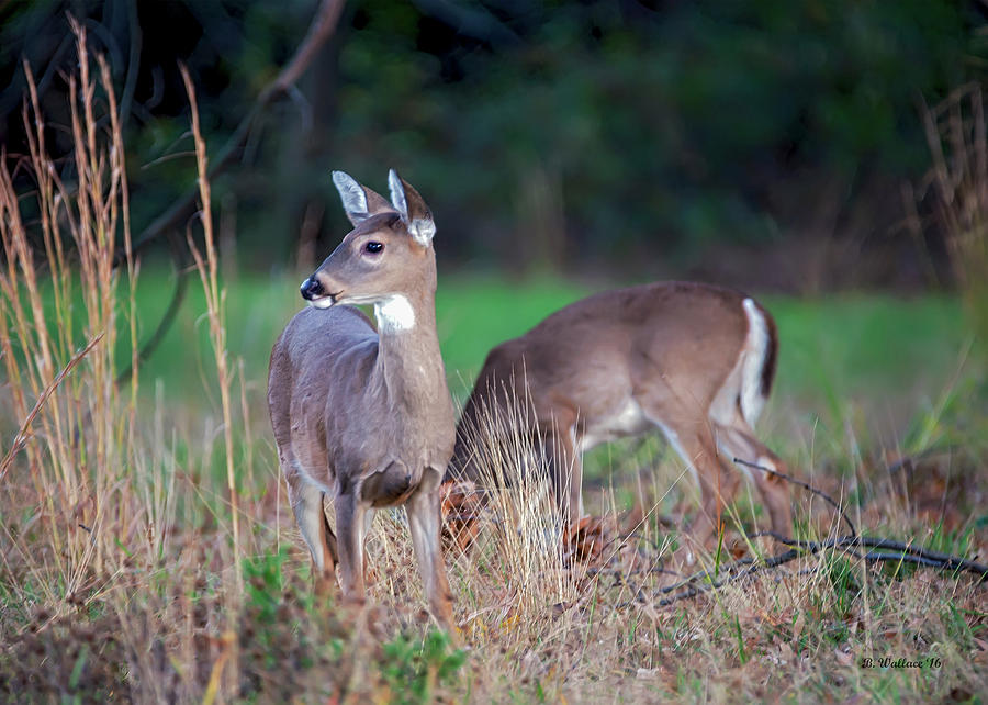 Hello Deer Photograph by Brian Wallace - Fine Art America