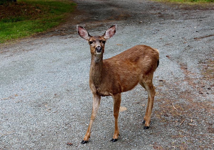 Hello Deer  Photograph by Christy Pooschke