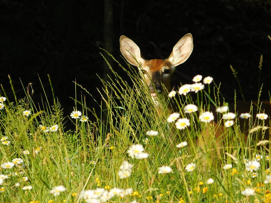 Hello Deer Photograph