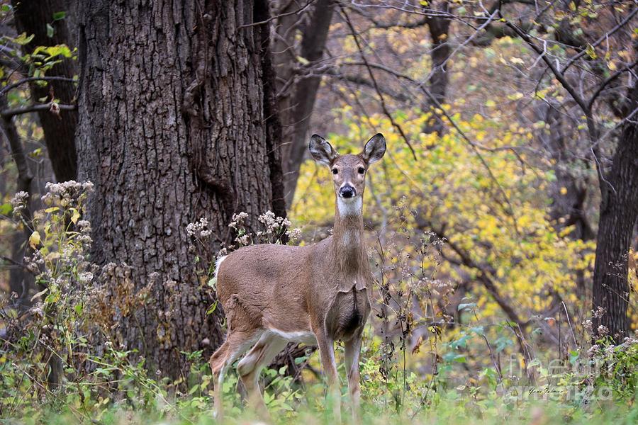 Hello Deer Photograph by Yumi Johnson