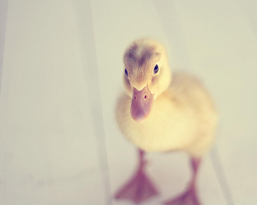Duck Photograph - Hello Ducky by Amy Tyler