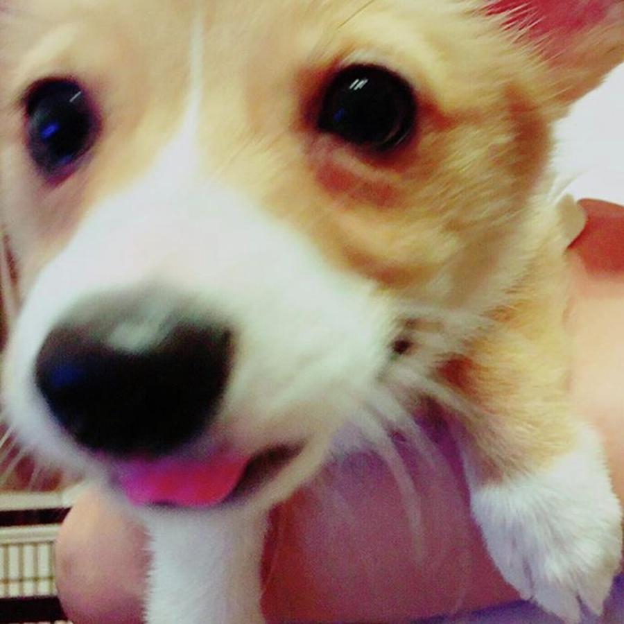 Dog Photograph - Hello Followers ;) I Love You ❤️ by Kentaro Harada