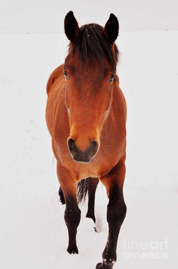 Horse Photograph - Hello Friend by Anjanette Douglas