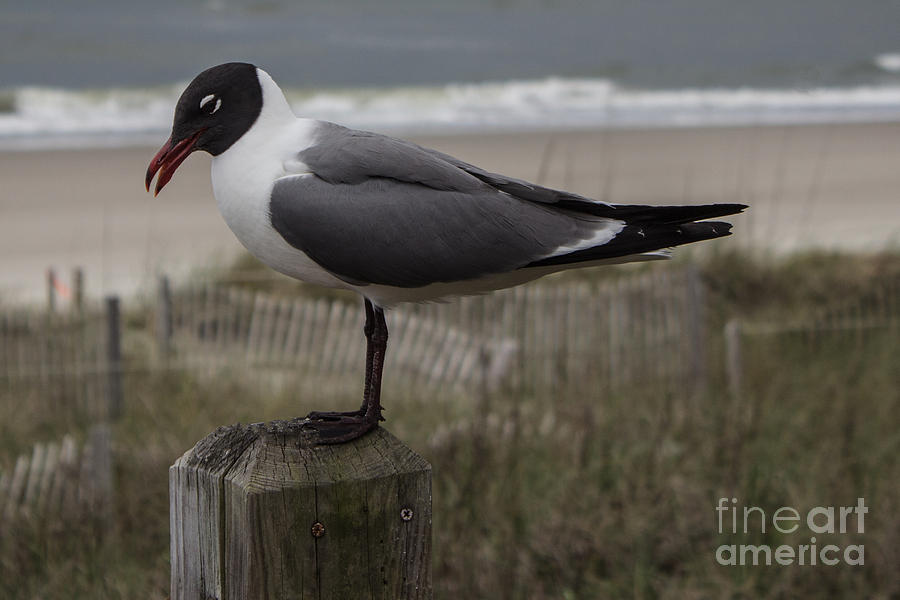 Hello Friend Seagull Photograph by Roberta Byram