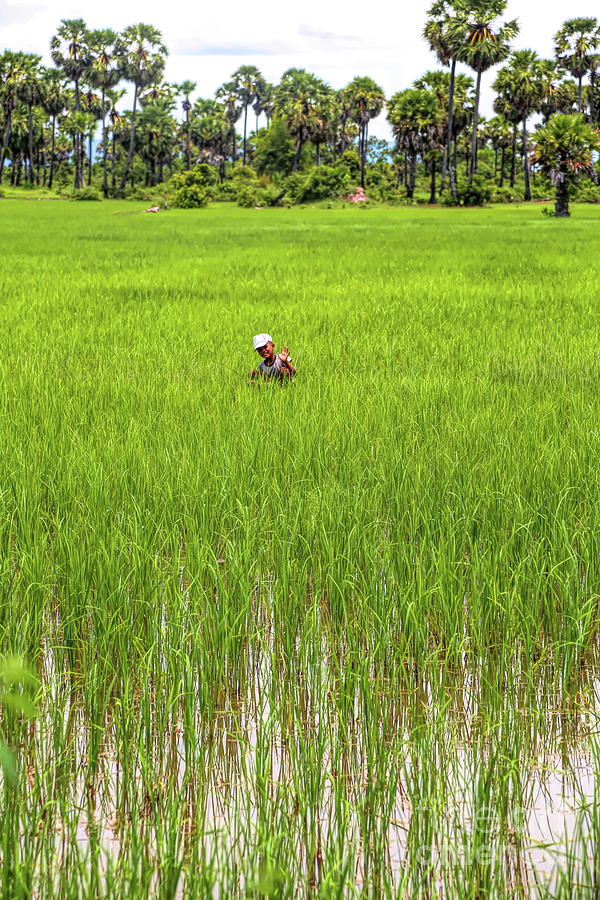 Hello From Cambodia Boy in Rice Fields  Photograph by Chuck Kuhn