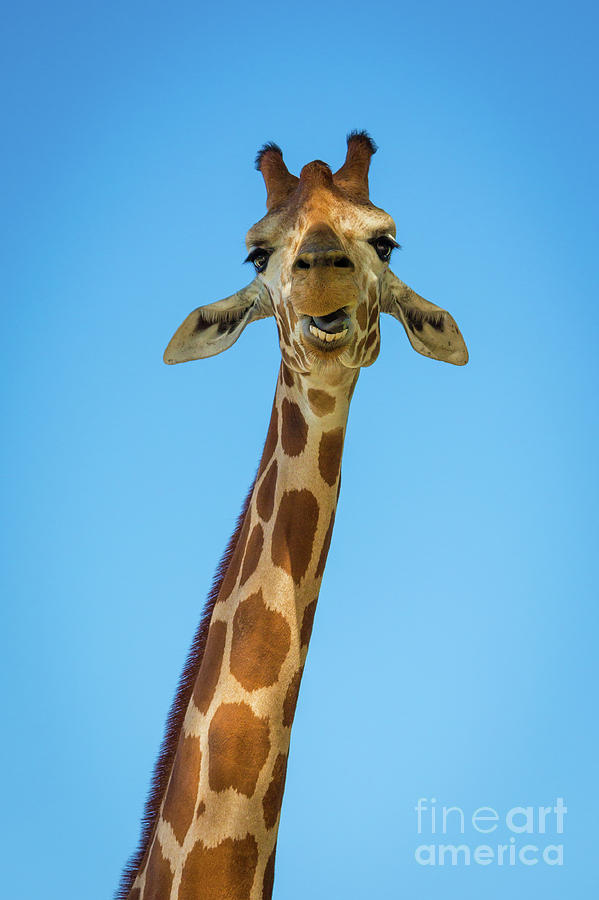 Hello Giraffe Photograph by Inge Johnsson