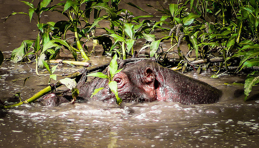 Hello Hippo Photograph by Bryan Moore