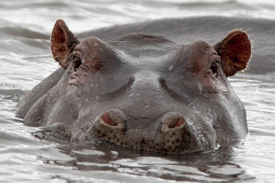 Hello Hippo Photograph by Jennifer Hess | Fine Art America