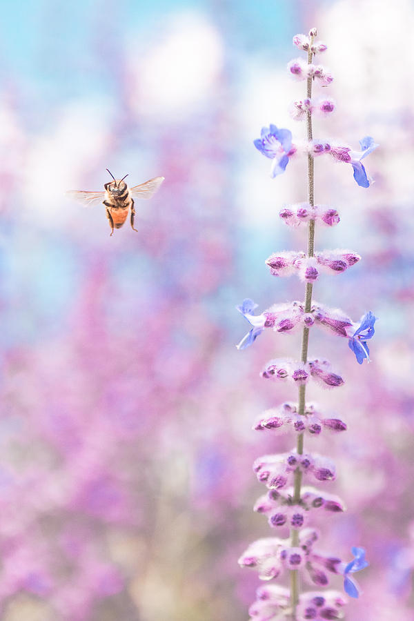 Hello Honeybee Photograph