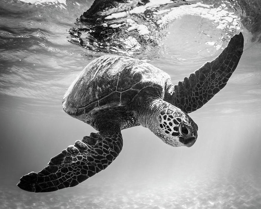 Hello Sea Turtle Photograph by Tammy Ascher